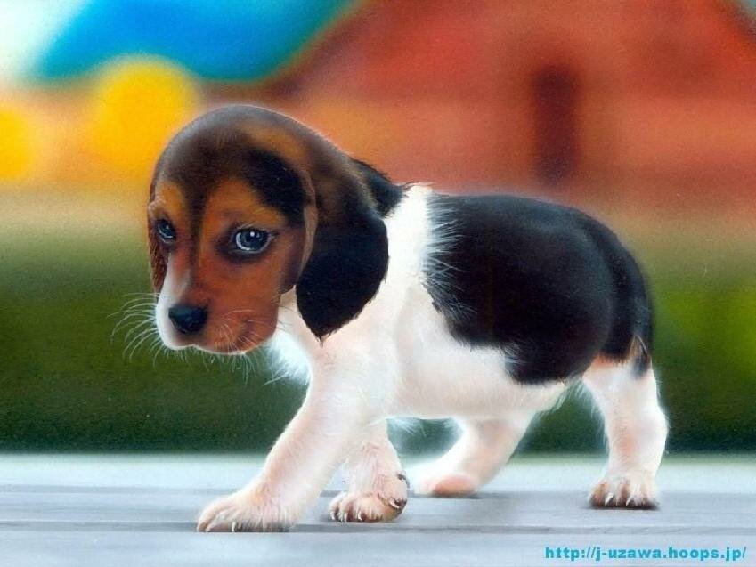 beagle-puppy1449 myspace layout