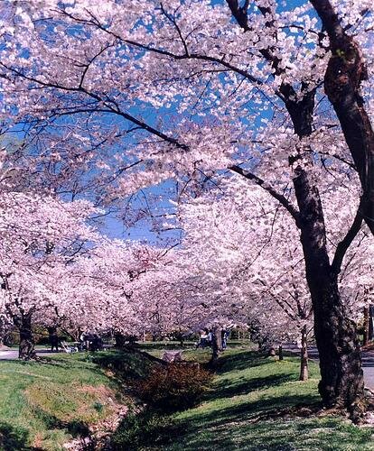 Cherry blossoms myspace layout