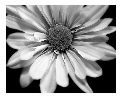 black and white flower myspace layout
