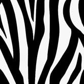 zebra print backgrounds126 myspace layout