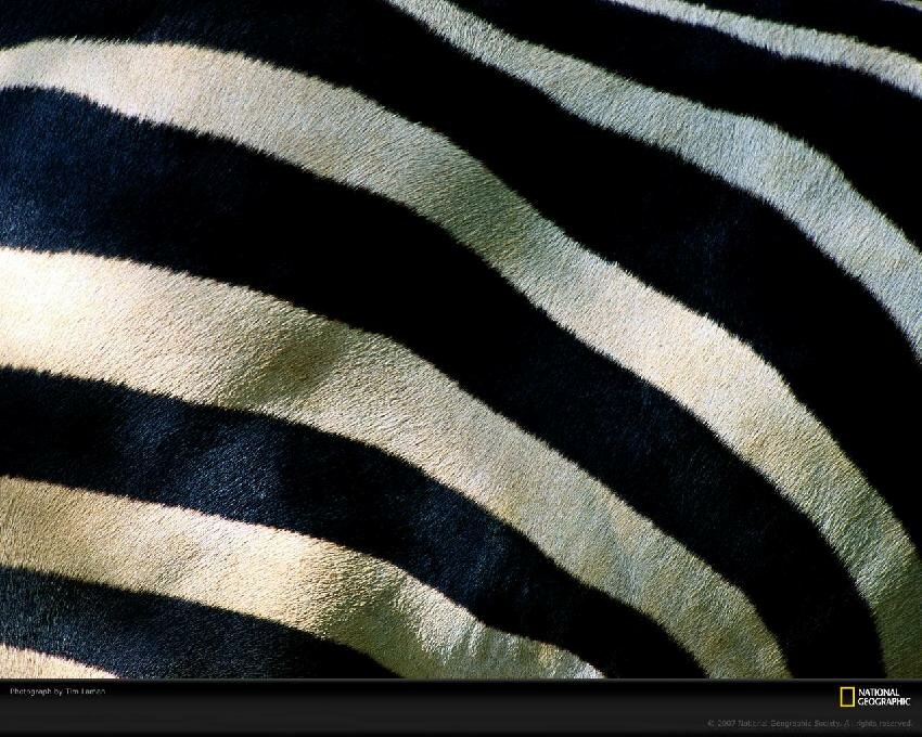 zebra background myspace layout